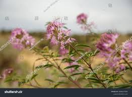 Image result for Cleome rubella