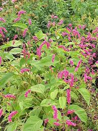 Image result for Vismia orientalis