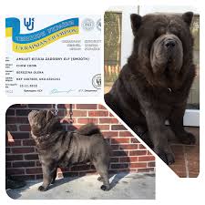 Encontre imagens stock de cinnamon short haired chow dog em hd e milhões de outras fotos, ilustrações e imagens vetoriais livres de direitos na coleção da shutterstock. Chow Chow Tri Medvedya