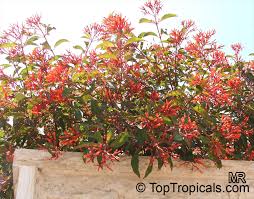 Image result for Hamelia patens