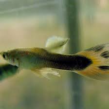 How To Treat Cotton Wool Disease In Freshwater Fish