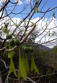 Image result for Gyrocarpus