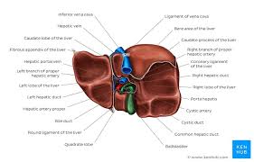 Liver is located in the right upper region (right hypochondriac and epigastric region : Liver And Gallbladder Anatomy Location And Functions Kenhub