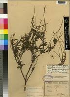 Image result for Heliotropium zeylanicum