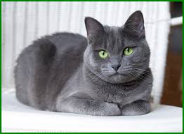 We did not find results for: 8 Ras Kucing Abu Abu Terbaik Dengan Karakter Menakjubkan Daftarhewan Com
