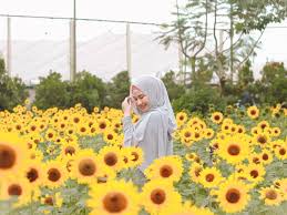 Salah satu list itinerary utama wisata ke kota bangkok kali ini adalah berburu cantiknya kebun bunga matahari yang sedang bermekaran di kota lopburi. Cempedak Cheese Baru Plan Nak Ke Thailand Tengok Tengok Facebook