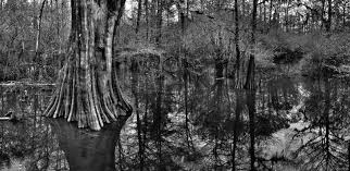 Image result for giant cypress tree