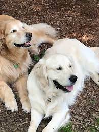 Click on their photo to learn more about them! Looking For A New Family Member Near Ma Ri Ct Golden Retriever Dog Forums