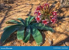 Image result for Ammocharis coranica