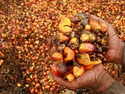 Pada areal replanting kelapa sawit, serangan kumbang dapat mengakibatkan tertundanya masa berproduksi sampai satu tahun dan tanaman yang mati dapat mencapai 25%. Buah Kelapa Sawit In English