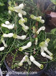 Image result for Ceropegia filipendula