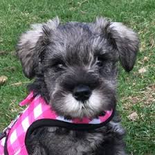 I have for adoption 7 miniature schnauzer puppies. 900 Cute Baby Schnauzers Ideas Schnauzer Puppy Schnauzer Miniature Schnauzer