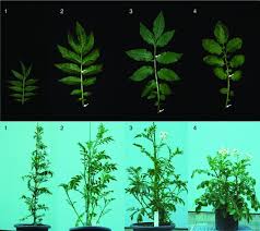 A lack of available iron produces a variety of symptoms on trees and shrubs, from a partial or complete yellowing (chlorosis) of young leaves to poor growth or the death of the plant. Breakdown Of A Hybridization Barrier Between Solanum Pinnatisectum Dunal And Potato Using The S Locus Inhibitor Gene Sli Springerlink