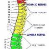 Therapy for upper back , lower back internal muscle human anatomy lower back, intermediate and deep muscles of the back anatomy tutorial, back muscles and low back , muscle anatomy chart physical education. 1