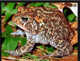 Image result for Toddaliopsis