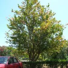 Image result for Citharexylum