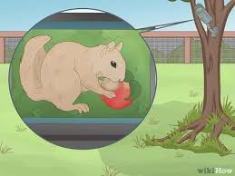 This might not be possible in smaller lots where trees are planted alongside structures, but do what you can and take that into account the next time you plant trees. 3 Ways To Protect Fruit Trees From Animals Wikihow