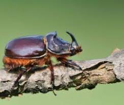 Engerlinge Die Kaferlarven Bestimmen Bekampfen Plantura Engerlinge Schadlinge Im Garten Straucher Garten