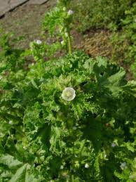 Image result for Malva verticillata