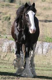 Are there any black clydesdale draft horses for sale? Purebred Black Clydesdale Clydesdale Horses Horses Horse Breeds