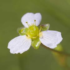 Image result for Alismataceae