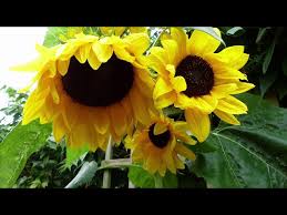 To keep birds and squirrels from getting the seed, you'll need to cover the flower heads with garden fleece, cheesecloth. Sunflowers How To Plant Grow And Care For Sunflower Plants The Old Farmer S Almanac