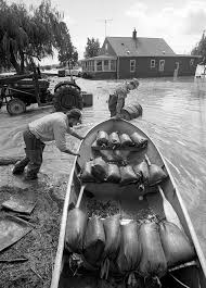 Image result for Dark Forest Green 1986 Fleet