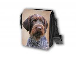 Image result for český fousek stavba těla