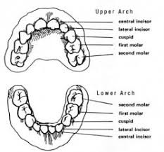 At What Age Do Baby Teeth Fall Out Manfred Orthodontics