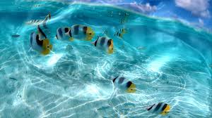 Our site helps you to install any apps/games available on google play store. Live Nature Wallpapers For Pc Group 79
