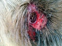 Myiasis can be categorised clinically based on the area of the body infested, for example cutaneous. Myiasis Wikiwand