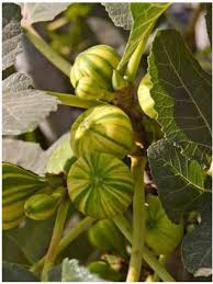 Figuier Panache Ficus Carica Le Jardin Du Pic Vert