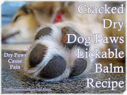This Cracked Dry Dog Paws Lickable Balm Recipe Is Just What A Good Pet Owner Needs To Whip Up A Moisturizing Batch To Massag Dry Dog Paws Dog Paw Balm Dog