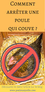 Comment Arreter Une Poule De Couver En 2020 Poule Qui Couve Poule Couver