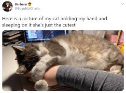 Cats Showering Humans With Support By Holding Their Hands Cats Cat Memes Supportive