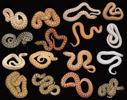 Care And Breeding The Western Hog Nosed Snake Hognose Snake Western Hognose Snake Snake Breeds