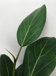 Check spelling or type a new query. How We Happily Grow Ficus Audrey Plants