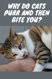 Pin On Pets