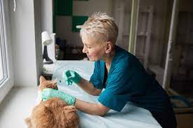 We have a limited vaccines are available by appointment only. The Best Low Cost Vet Vaccination In Center In Sharjah Dubai Uae