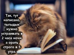 We did not find results for: Smeshnye Kartinki Pro Kotov S Nadpisyami 17 Foto