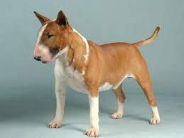 Saved By Dogs English Bull Terriers Proof That God And Perhaps The English Have A Sense English Bull Terrier Puppy English Bull Terriers Bull Terrier Puppy