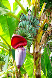 Maybe you would like to learn more about one of these? A Bunch Of Bananas Hanging On The Banana Tree Stock Photo Picture And Royalty Free Image Image 13319179