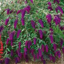 Pin On Arbre A Papillons Buddleia