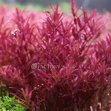 Image result for Rotala fontinalis