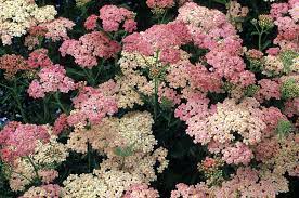 Yarrow Plant Profile Yarrow Plant Yarrow Flower Perennial Garden