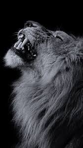 Black Lion Wallpaper 1080p Hupages Download Iphone Wallpapers Lion Images Lion Photography Wild Animal Wallpaper