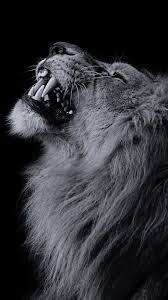 Wallpapers 1920×1080 lion full hd ht2. Black Lion Wallpaper 1080p Hupages Download Iphone Wallpapers Lion Images Lion Photography Lion Wallpaper Iphone