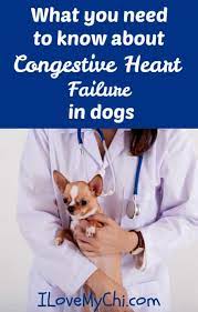 What You Need To Know About Congestive Heart Failure In Dogs I Love My Chi
