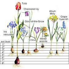 Snowdrop flowers resemble small, white bells that point to the ground. Planting Charts For Spring Flowering Bulbs Better Homes Gardens