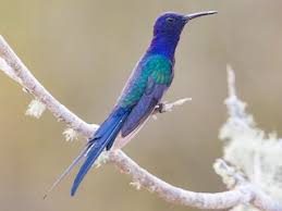 Image result for Gyrodoma hispida